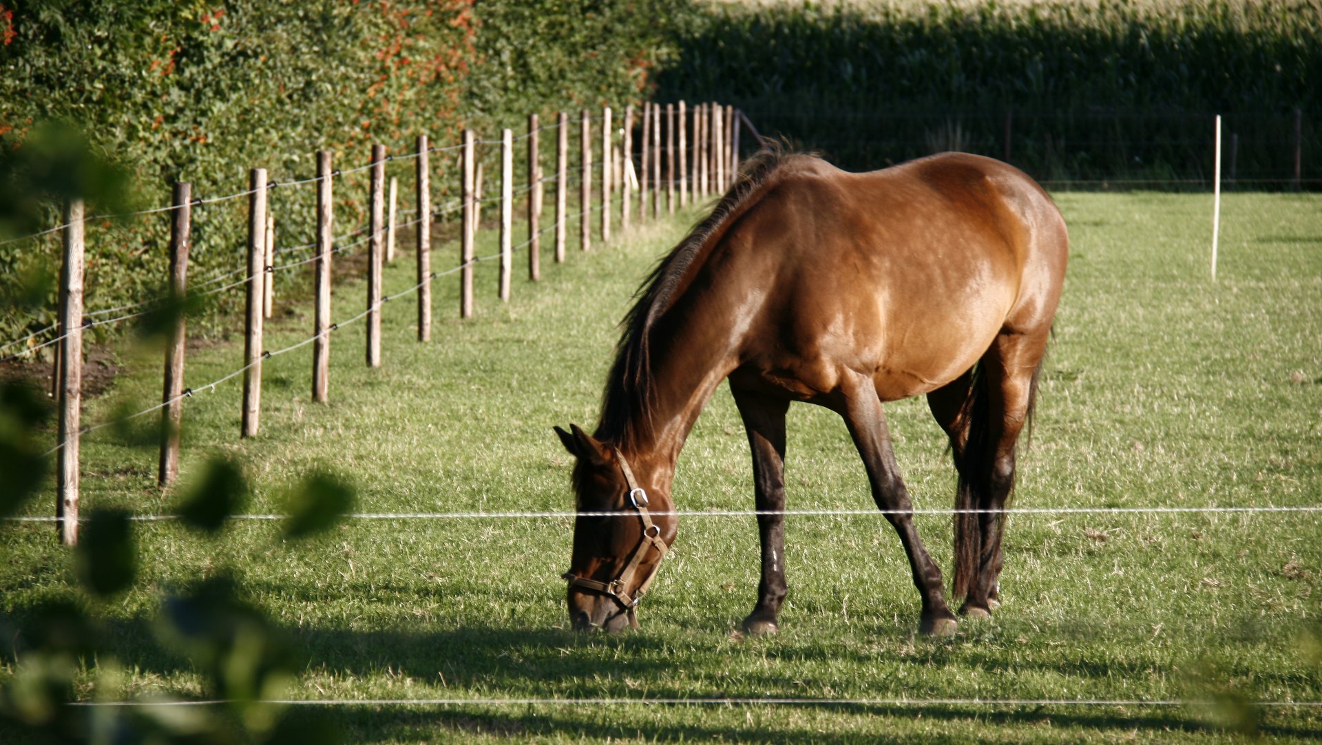 zorgboerderij