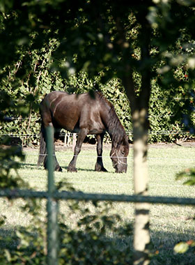 Foto genomen op de Wilhelminahoeve