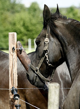 Foto genomen op de Wilhelminahoeve