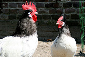 Foto genomen op de Wilhelminahoeve