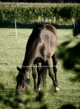 Foto genomen op de Wilhelminahoeve