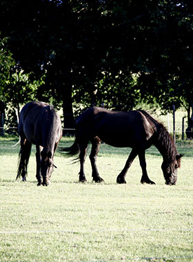 Foto genomen op de Wilhelminahoeve