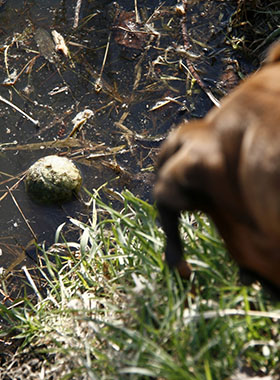 Foto genomen op de Wilhelminahoeve